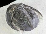 Rare, Tropidocoryphe Trilobite - Proetid With Axial Spines #64417-8